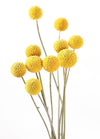 Craspedia Flower Stem (Billy Balls)