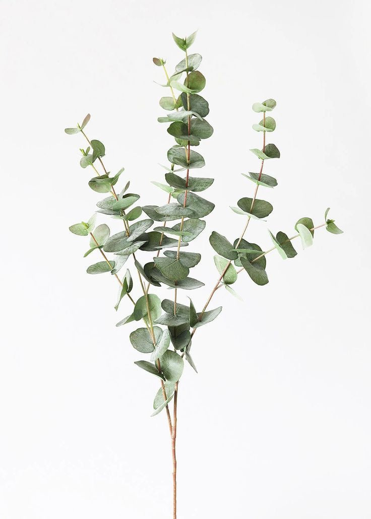Eucalyptus Greenery Stem