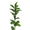 Israeli Ruscus Foliage Stem