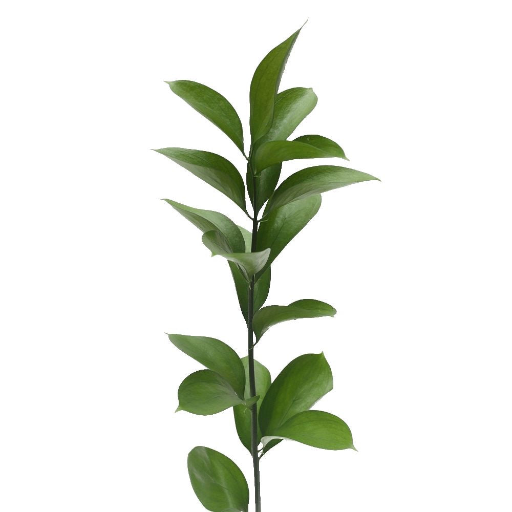 Israeli Ruscus Foliage Stem