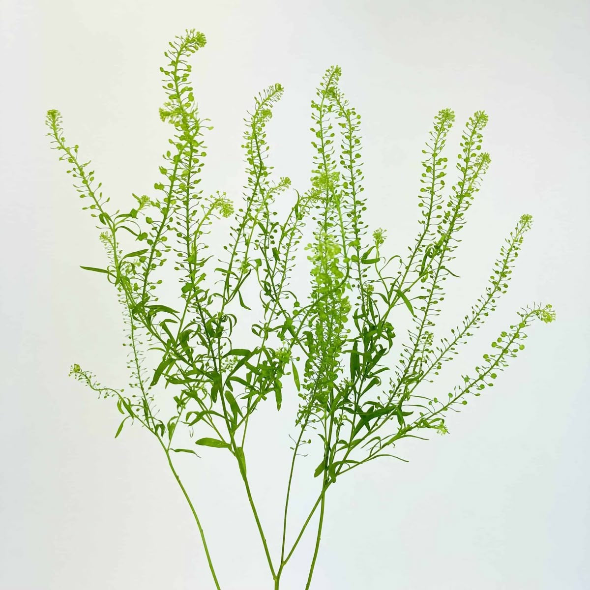 Green Lepidium Filler Stem