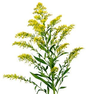 Yellow Solidaster Flower Stem