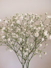 Baby's Breath Flower Stem