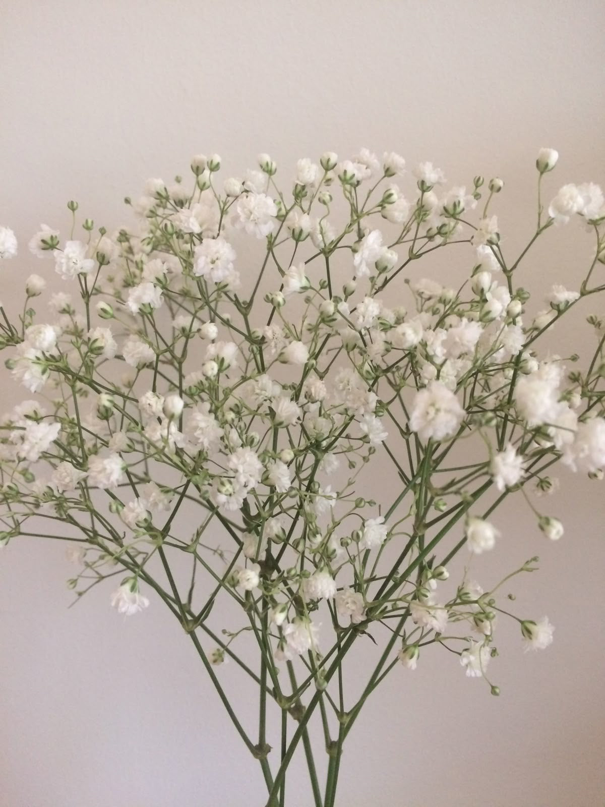 Baby's Breath Flower Stem