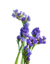 Purple Statice Flower Stem