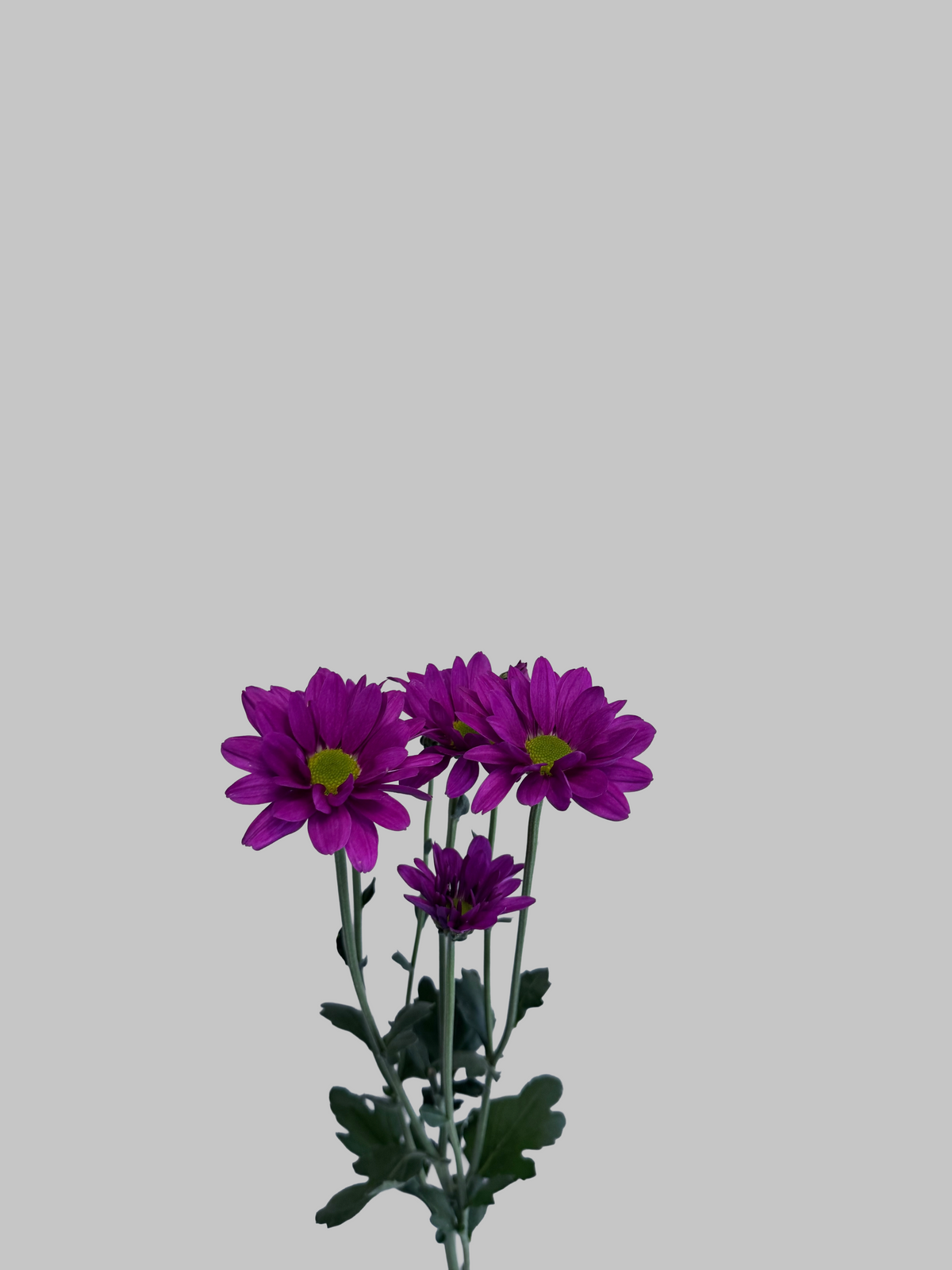 Purple Daisy Flower Stem