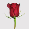 Red Rose Flower Stem