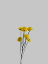 Yellow Pom-Pom Daisy Flower Stem