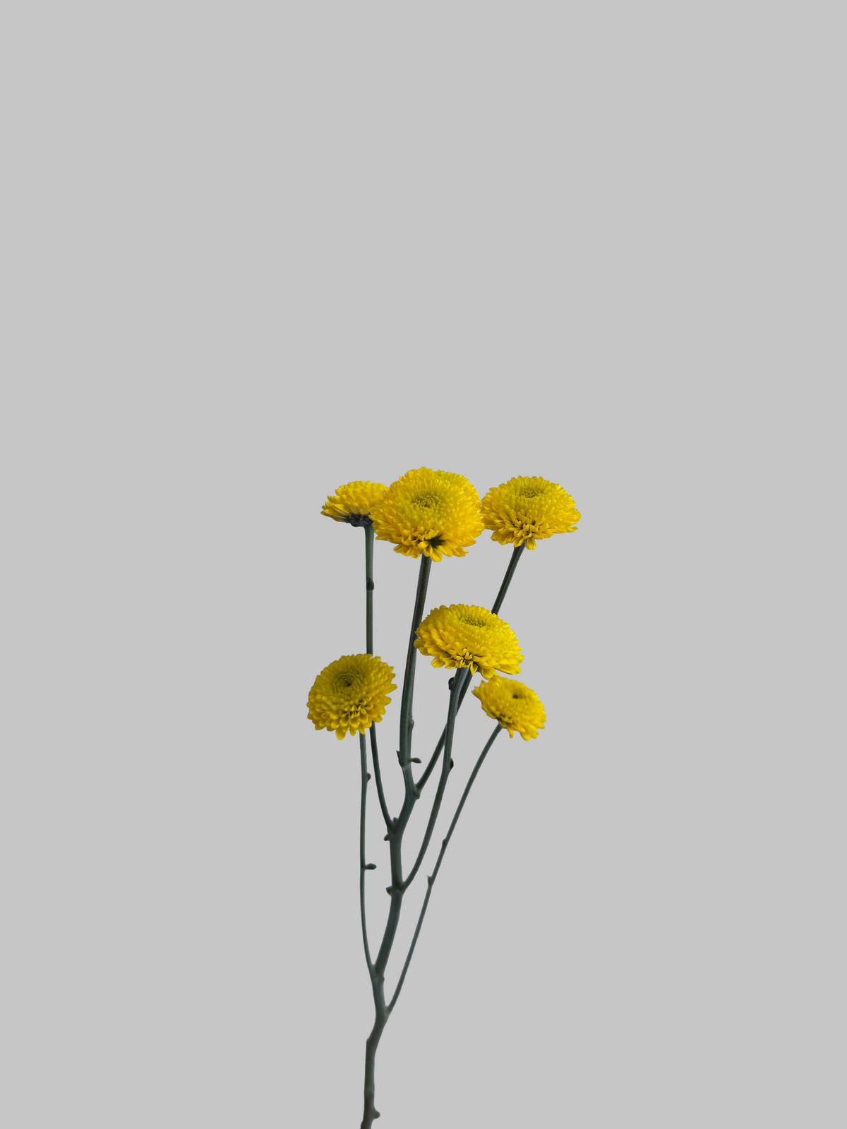 Yellow Pom-Pom Daisy Flower Stem