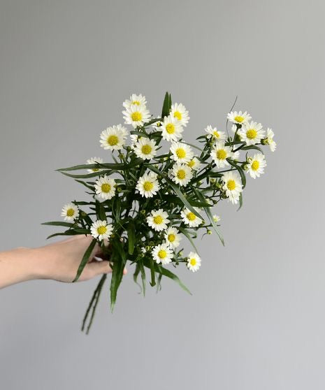 White Aster Flower Stem