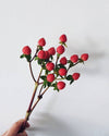 Hypericum Berry Stem