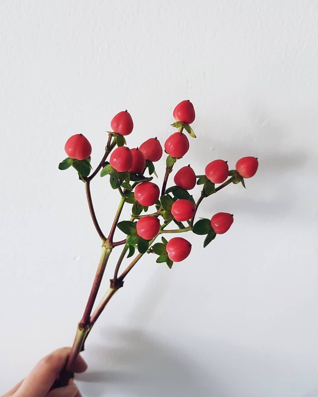 Hypericum Berry Stem
