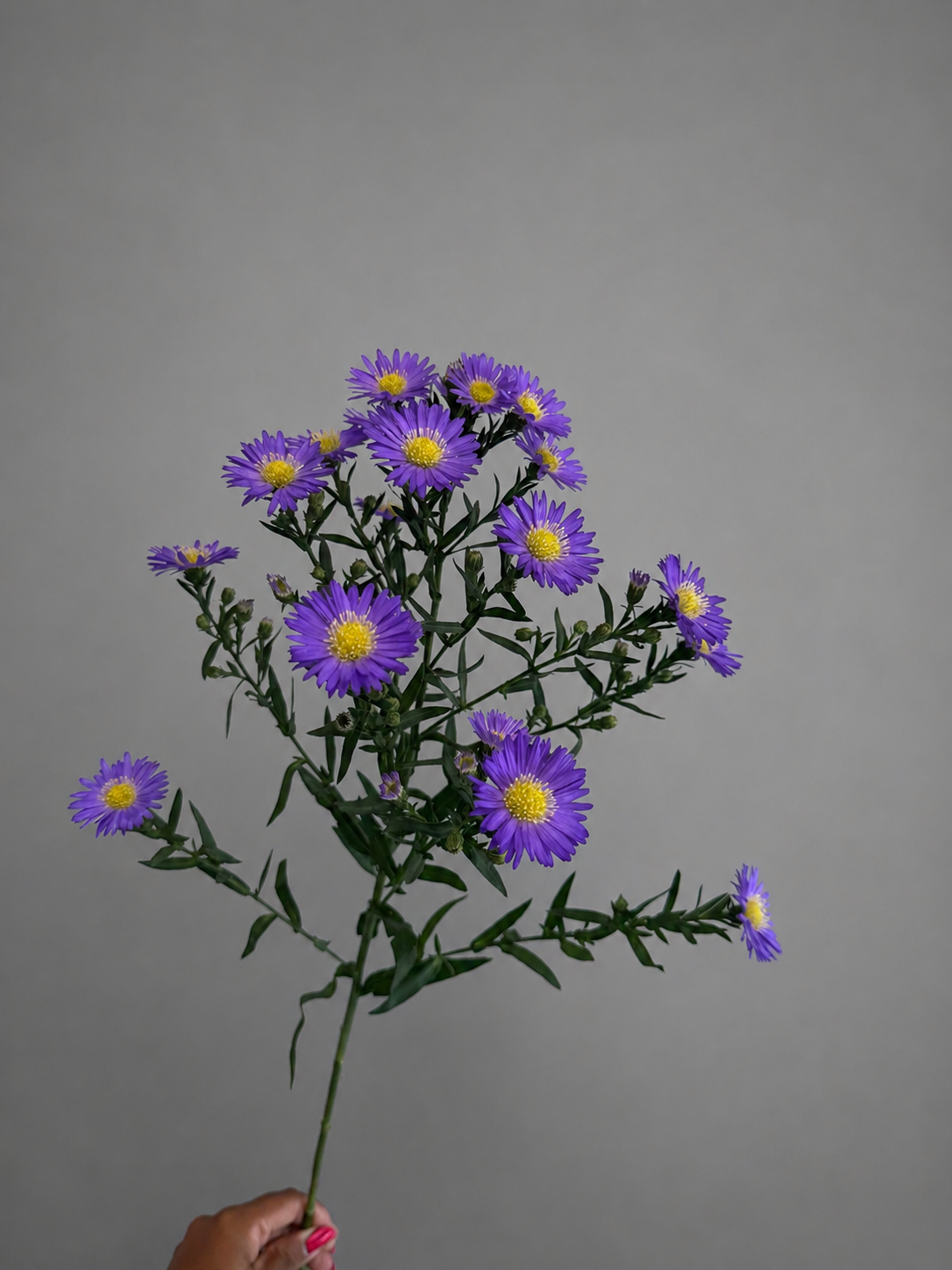 Purple Aster Flower Stem