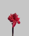 Torch Ginger Flower Stem