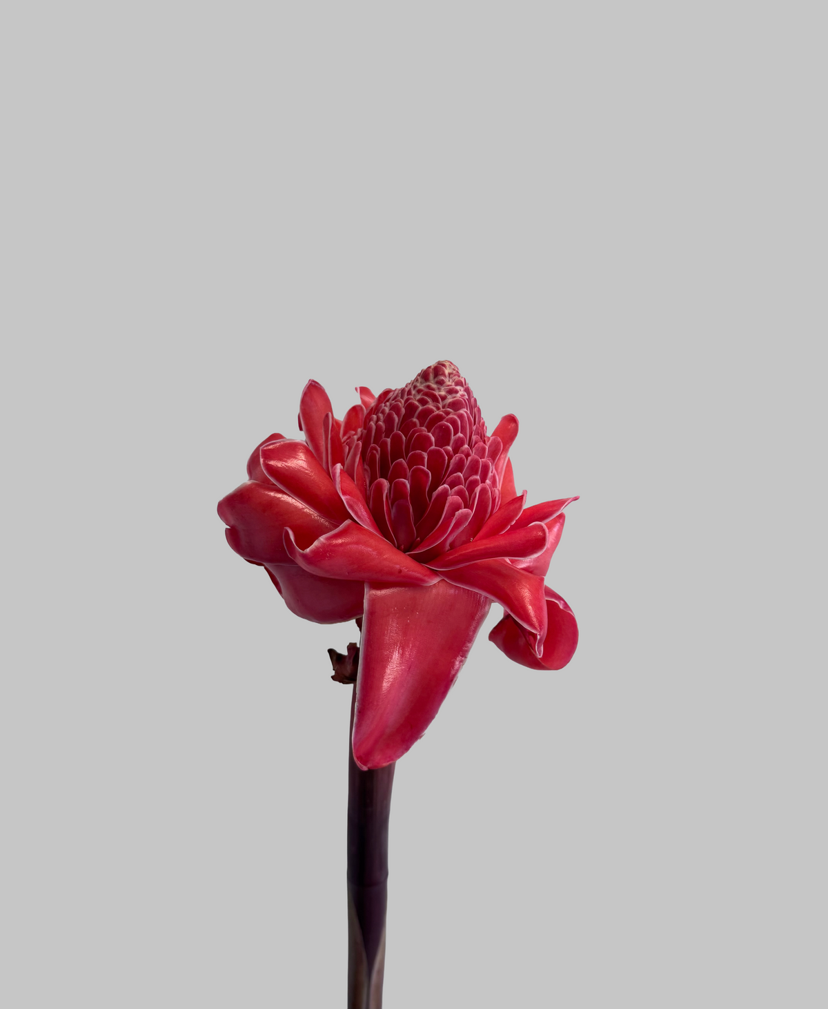 Torch Ginger Flower Stem