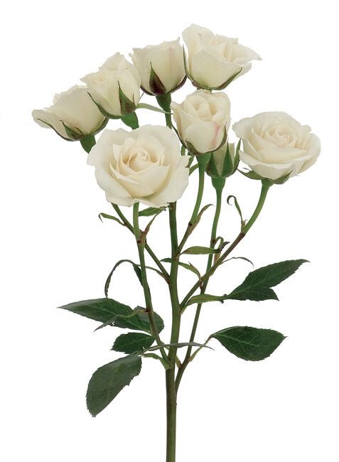 Mini Spray Rose Flower Stem
