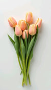 Tulip Flower Stem