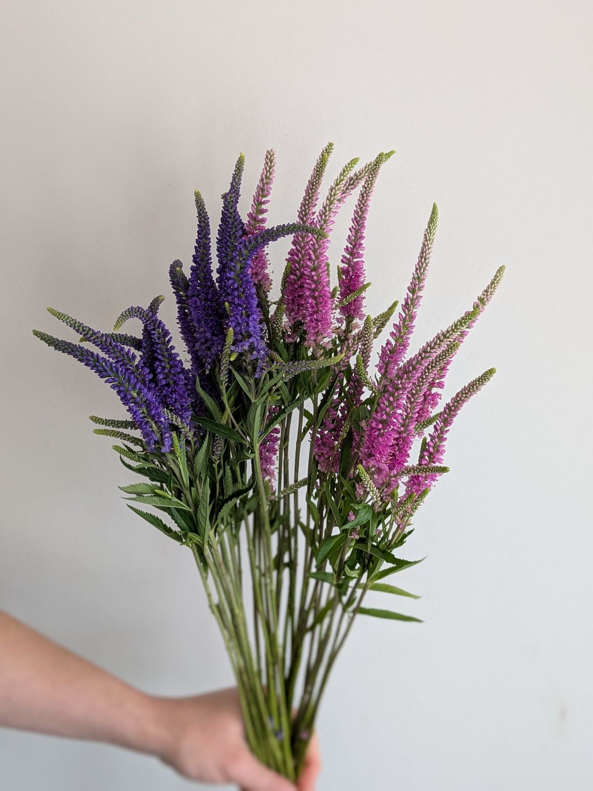 Veronica Flower Stem