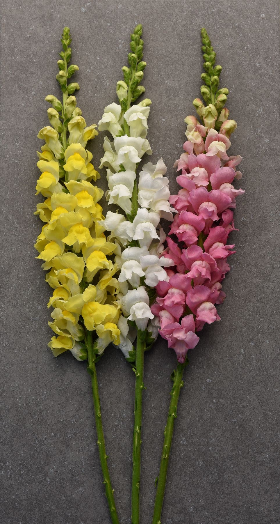 Snapdragon Flower Stem