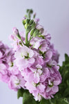 Stock Flower Stem