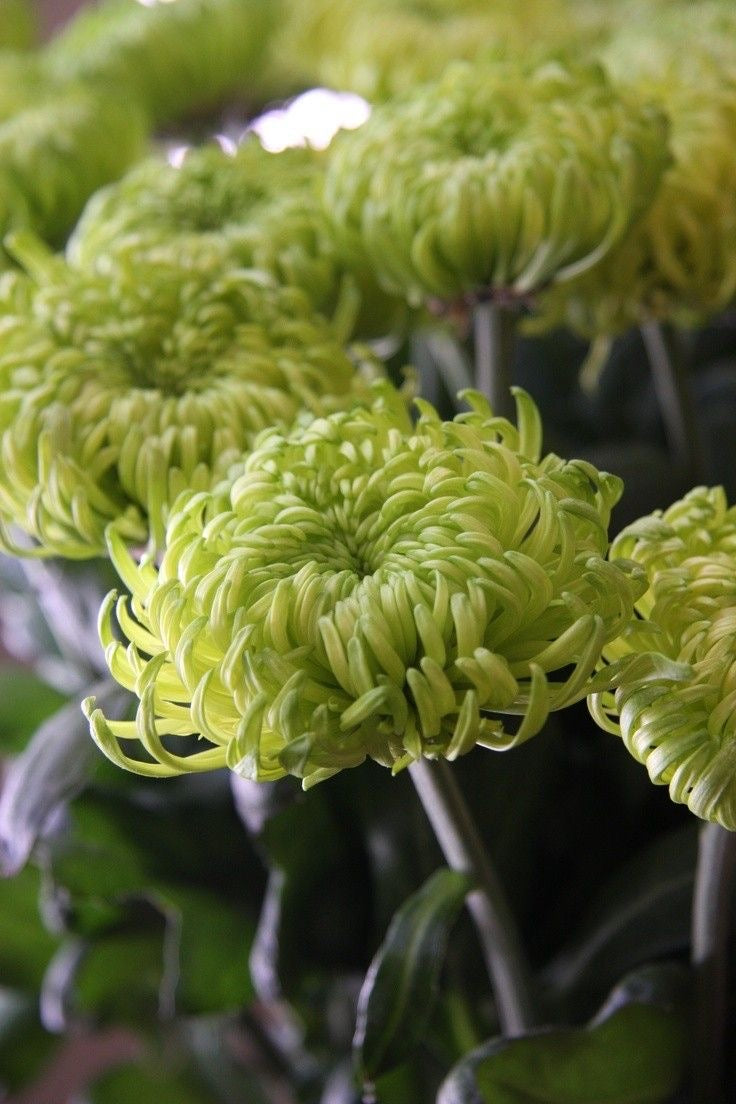 Fuji Mum Flower Stem