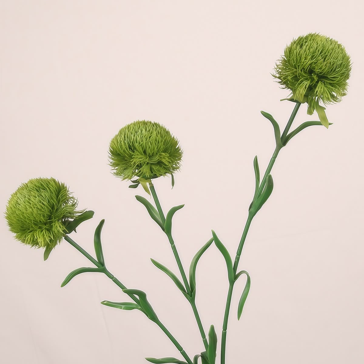 Green Trick Dianthus Flower Stem