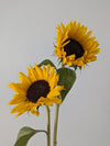 Sunflower Flower Stem