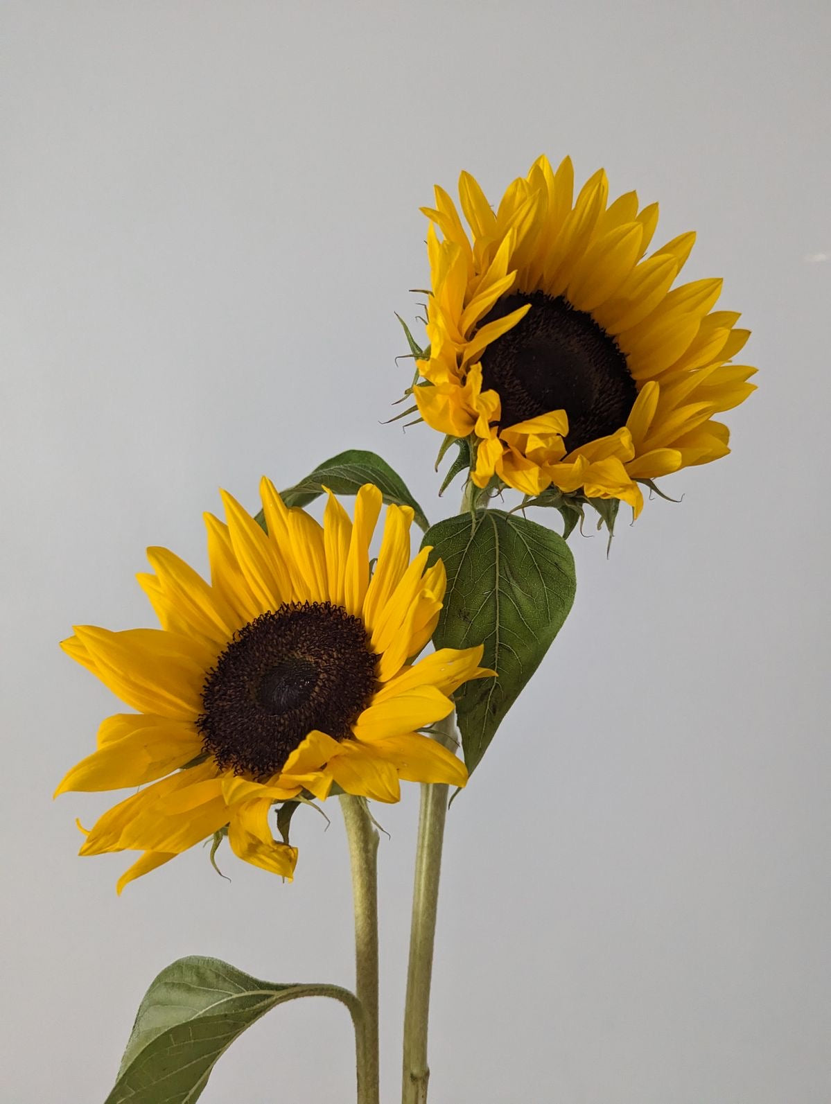 Sunflower Flower Stem