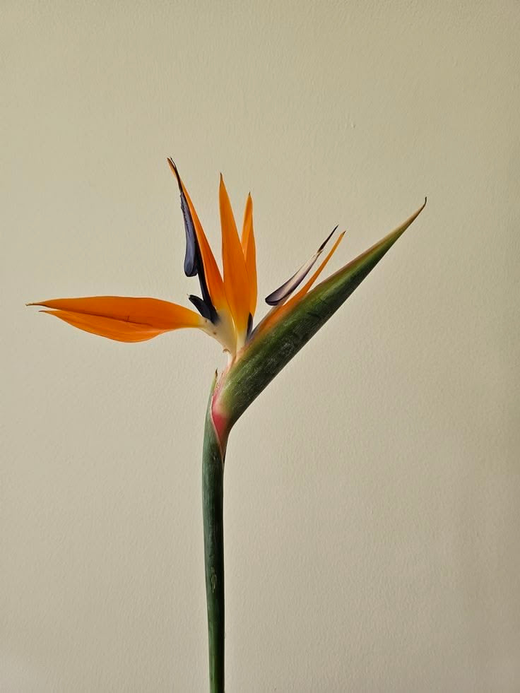 Bird of Paradise Flower Stem