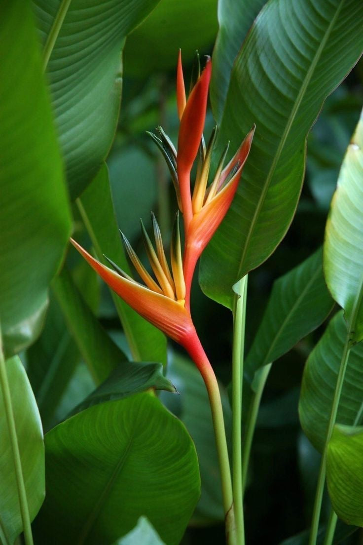 Heliconia Flower Stem