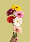 Gerbera Daisy Flower Stem