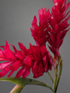 Red Ginger Flower Stem