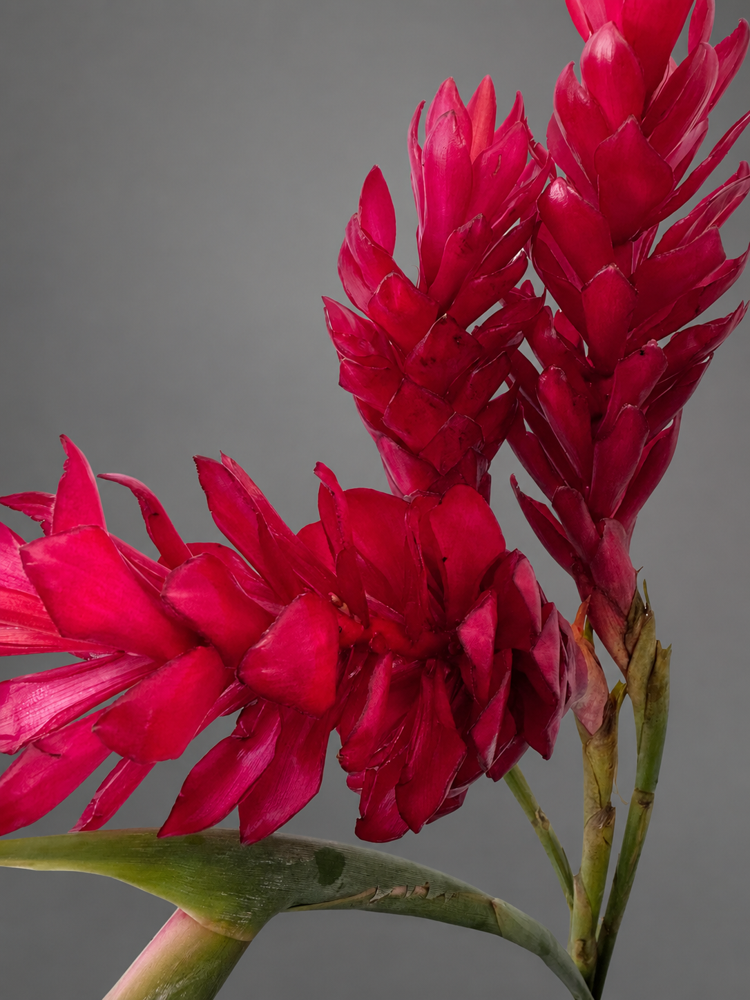 Red Ginger Flower Stem