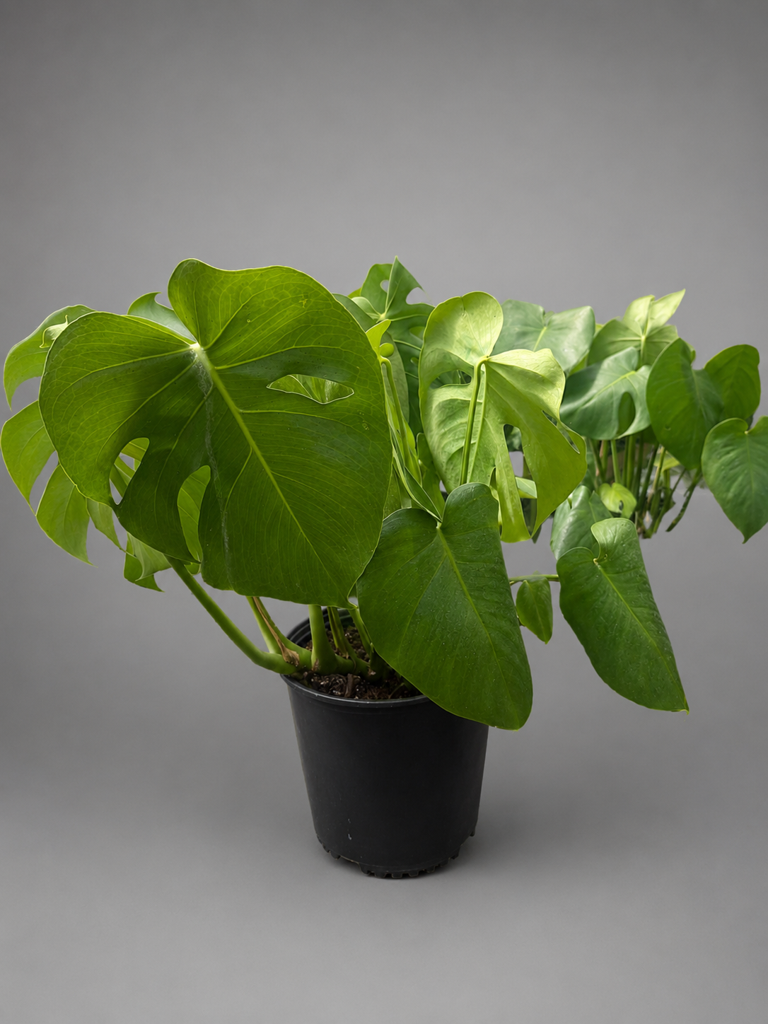 Monstera Deliciosa Potted Plant