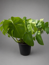 Monstera Deliciosa Potted Plant