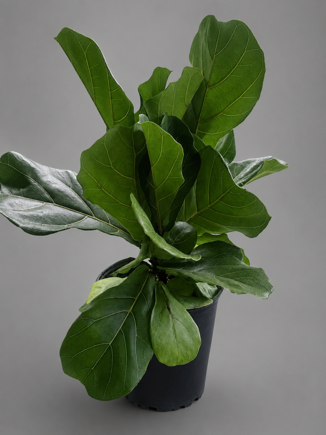 Fiddle Leaf Fig Potted Plant