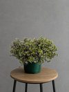 Variegated Trailing Foliage Plant