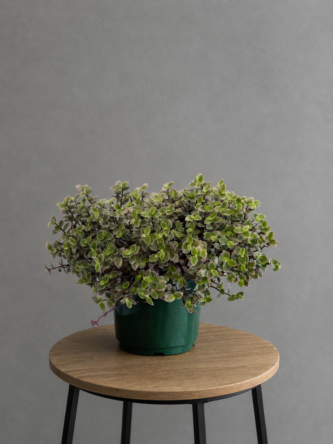 Variegated Trailing Foliage Plant